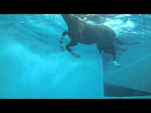 Equine Rehabilitation Center | Swimming Underwater View