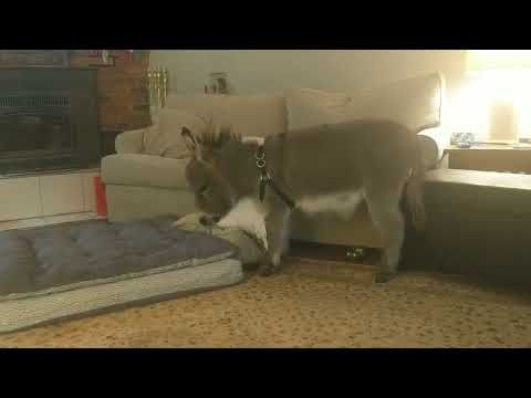 Tiny Tim The Donkey Goes Night Night