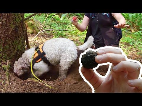 This truffle-hunting dog could make you rich! | Love Nature