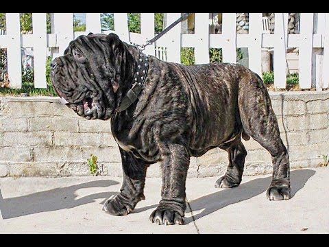 AMERICAN MOLOSSUS: RECREATING AN ANCIENT DOG BREED