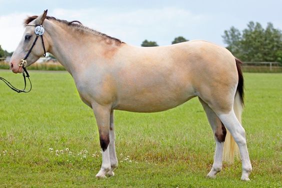 Gotland Pony side profile