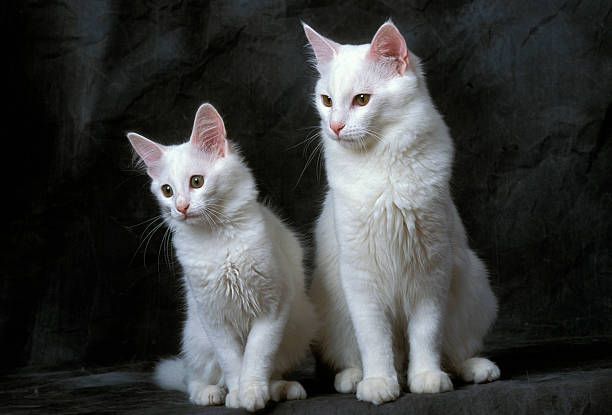 Two Balinese Cats sitting together.