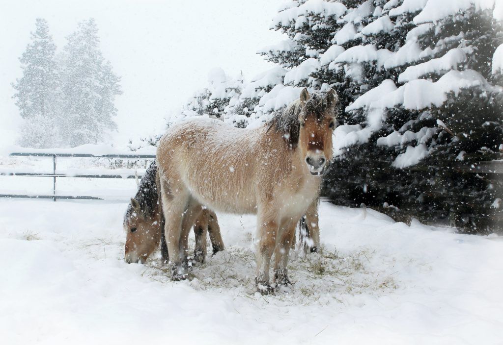 Fjord Horses standing in snow