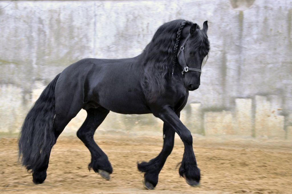 Friesian Horse  with blurred background
