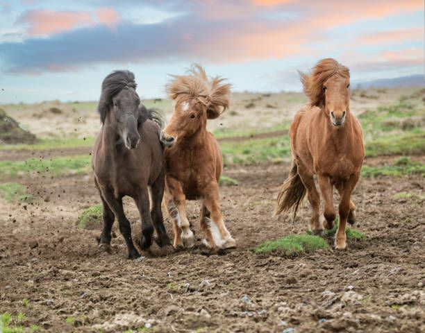 Icelandic Horses Playing