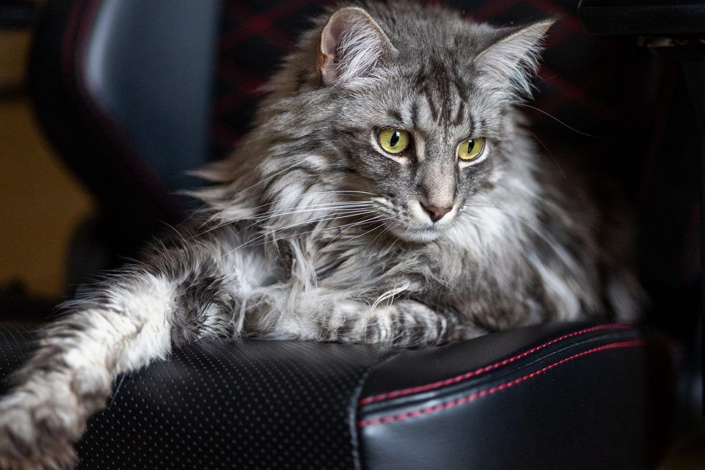 Maine Coon lounging on a chair