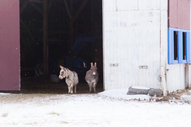 2 Mini Donkeys leaving the barn