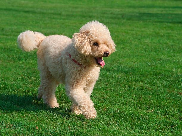 Poodle Young happy and content running on the grass on a spring day.
