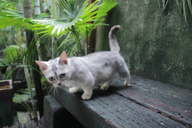 Munchkin Cat on a wooden ledge in Malaysia