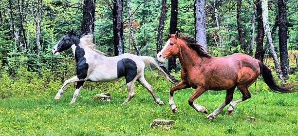 Pair of Tennessee Walker horses running in the rain.