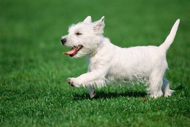 West highland white terrier running through grass with tongue out