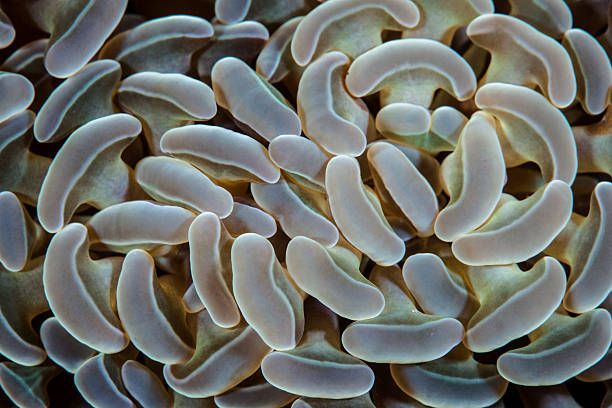 Hammer Coral (Euphyllia ancora) grows on a reef in Indonesia.