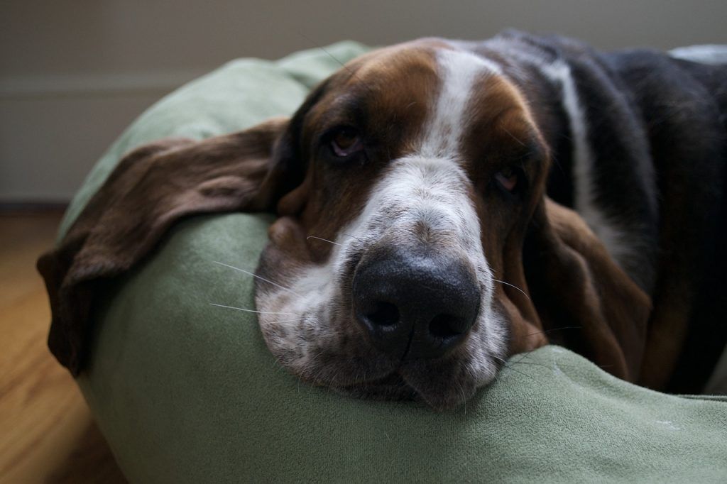 basset hound resting on a chair with his ears flopped over the side
