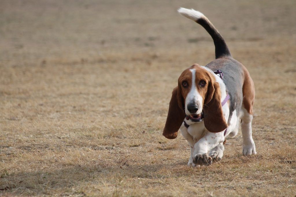 basset hound jogging toward the camera