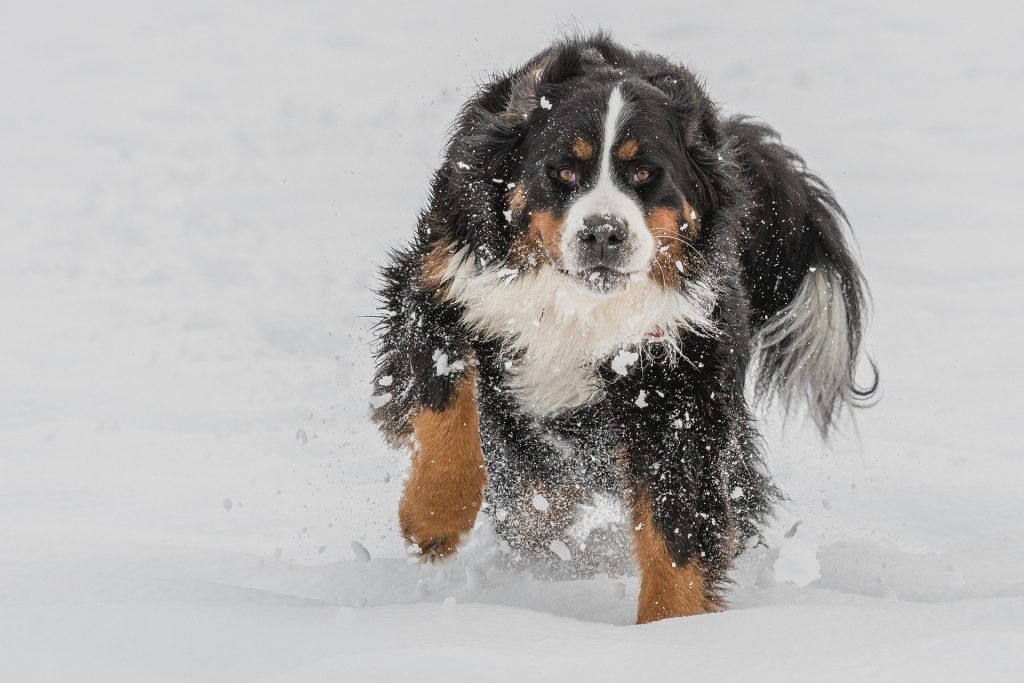 Bernese Mountain Dog barreling through the snow