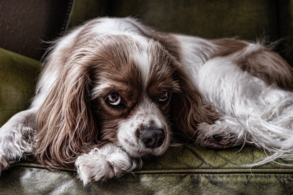 cavalier king charles spaniel laying on a leather chair