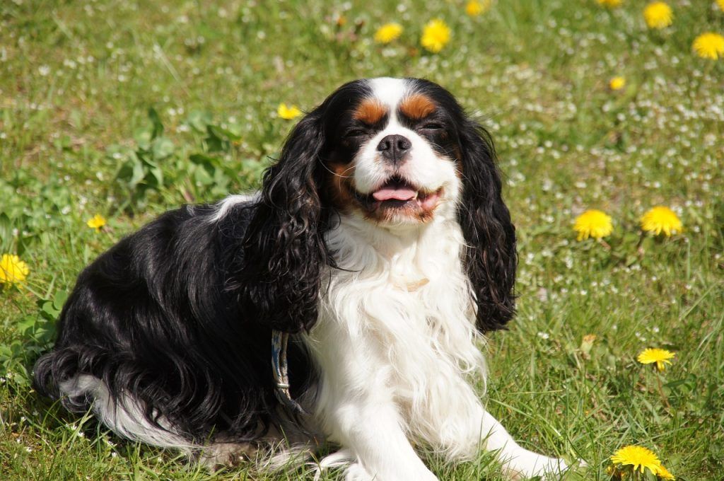 cavalier king charles spaniel laying in grass and dandelions