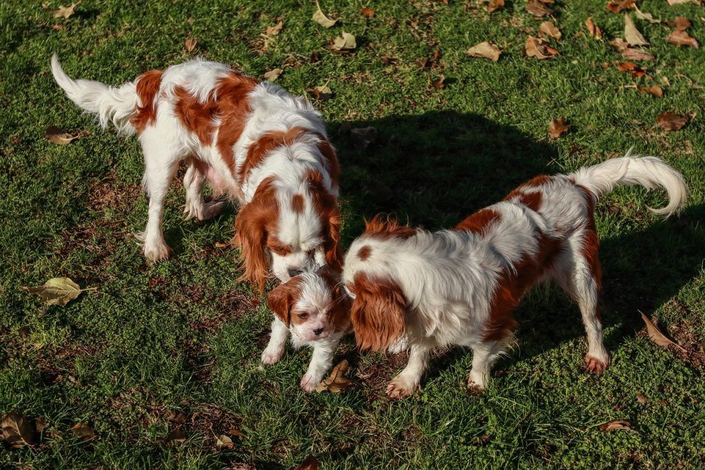 cavalier king charles spaniel family, mom, dad, and baby, playing together in the grass