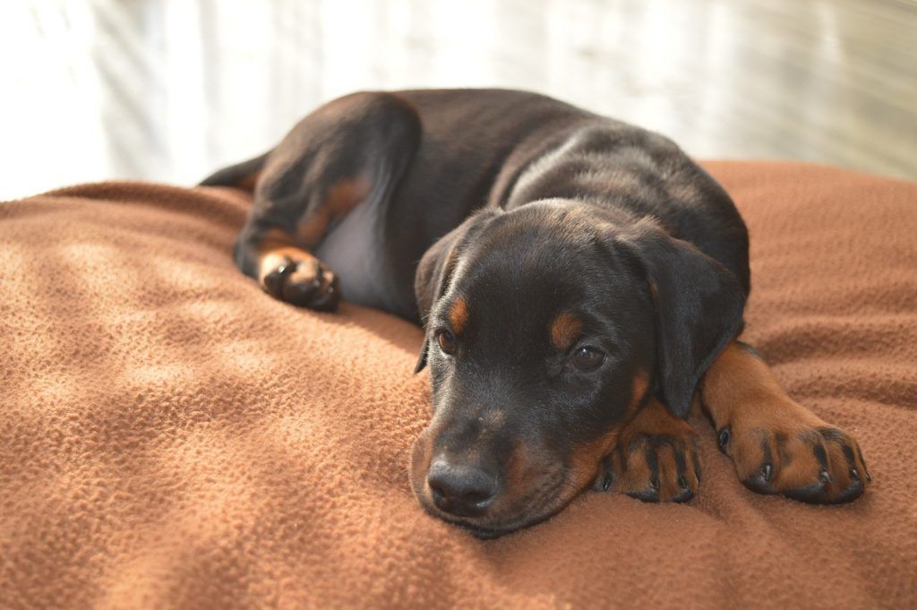 doberman pinscher puppy sleeping on a bed
