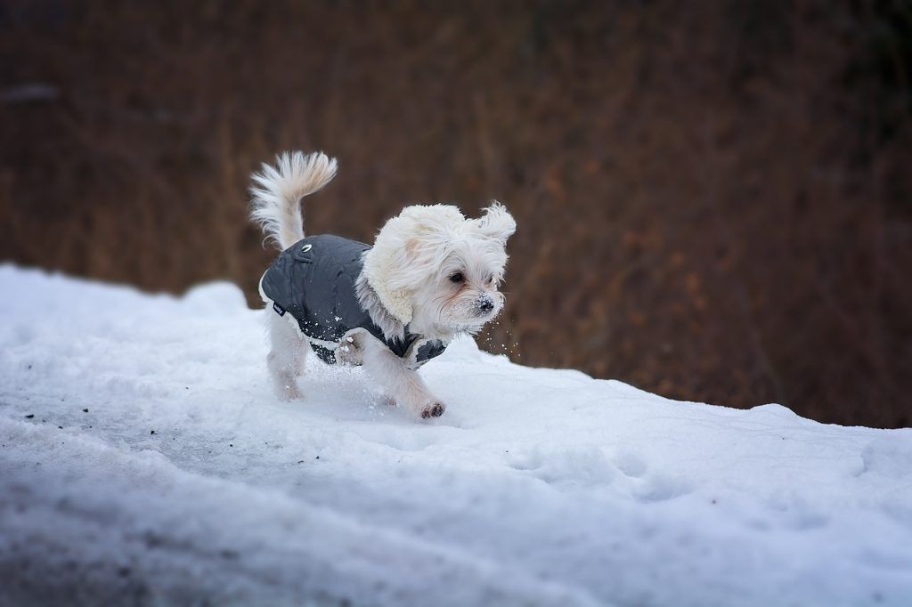 Maltese dog wearing a jacket walking in snow