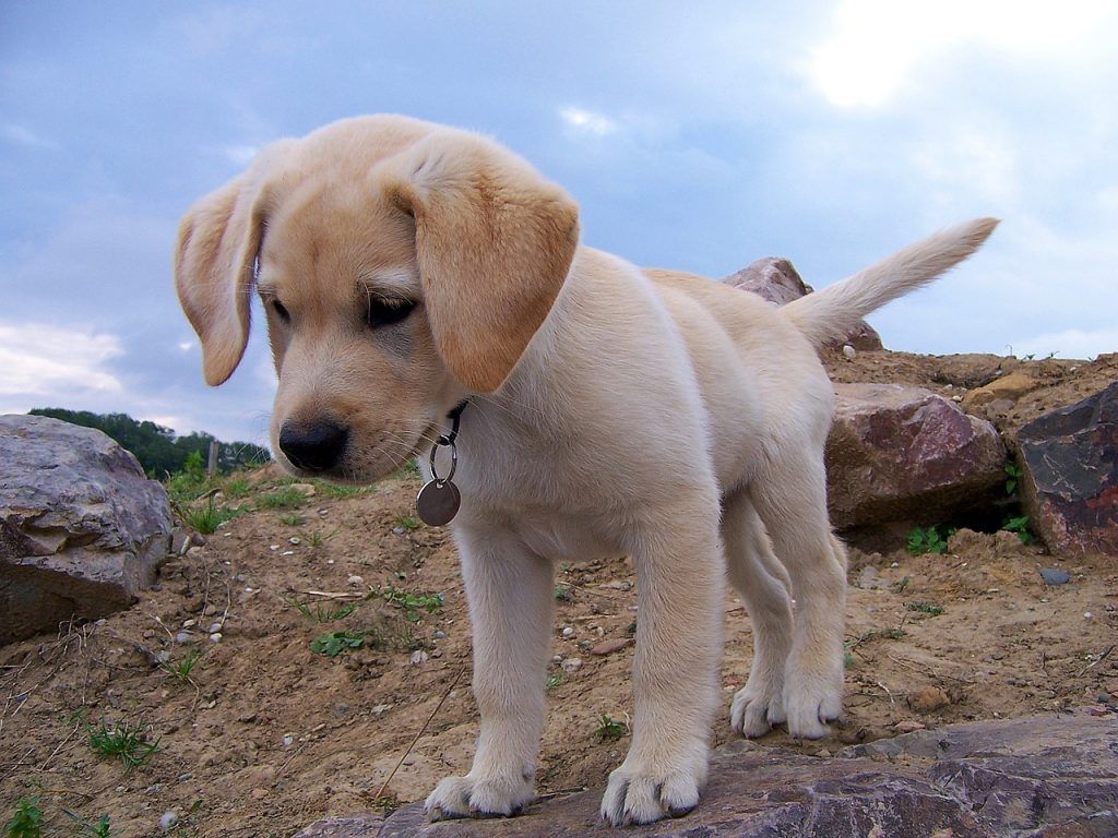 Yellow lab puppy closeup photo