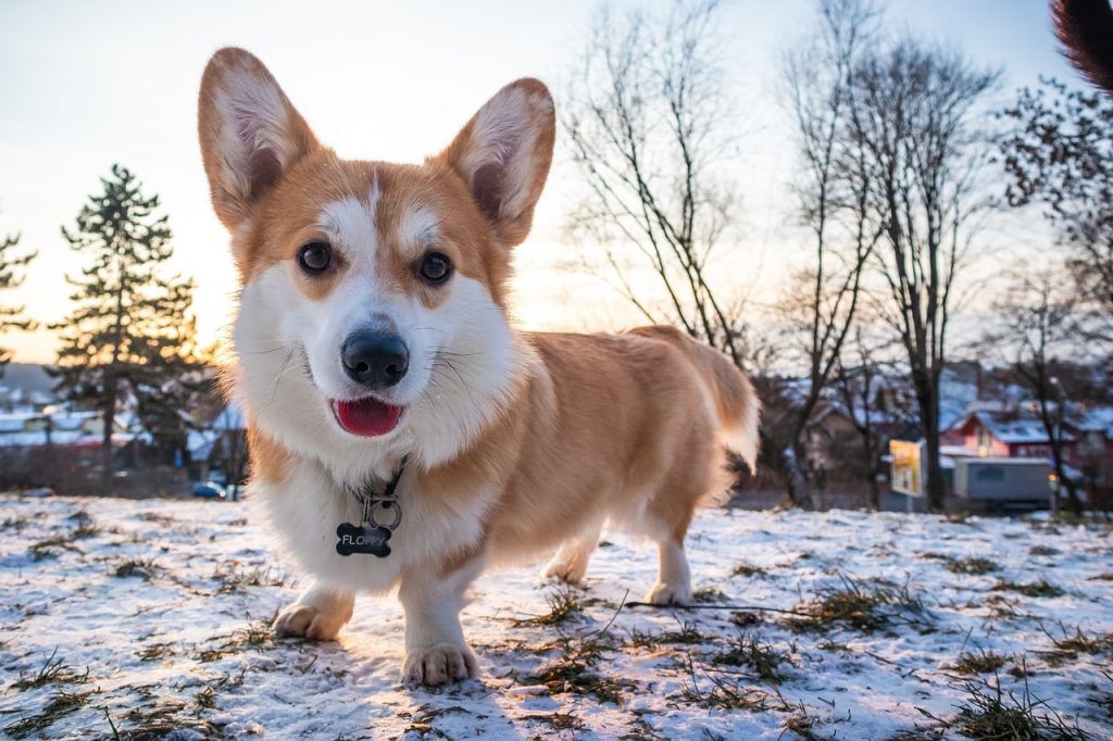 Pembroke Welsh Corgi low angle photo with snow on the ground