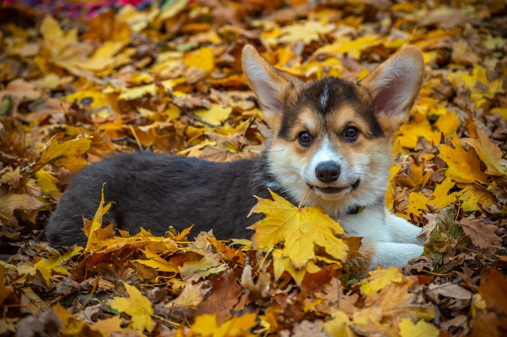 Pembroke Welsh Corgi puppy laying in a bunch of leaves