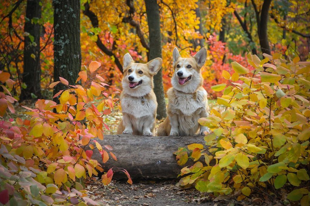 two Pembroke Welsh Corgis standing up on a log in the woods