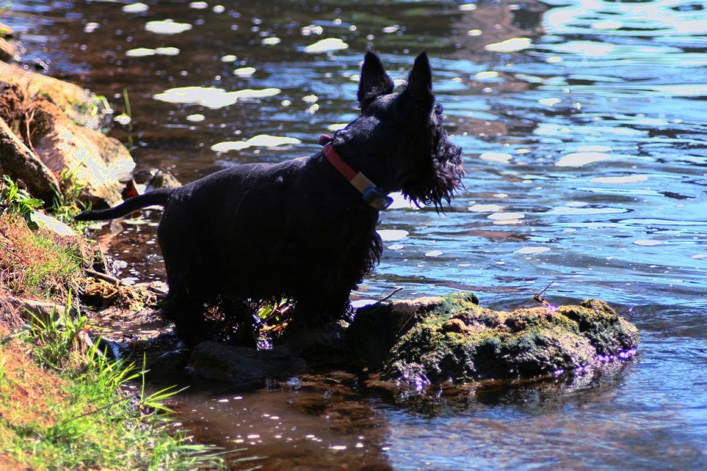 scottish terrier on the edge of a river looking out onto the water