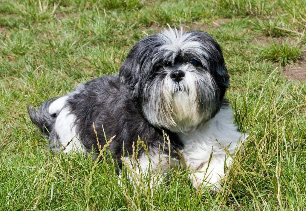 Shih Tzu laying down in grass looking up at the camera