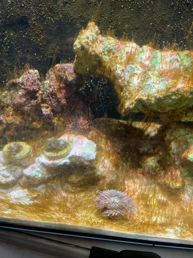 Dinoflagellates or dinos overtaking a reef tank