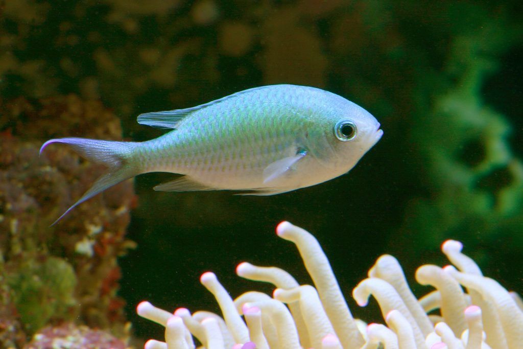 Blue green chromis single fish side profile above an anemone