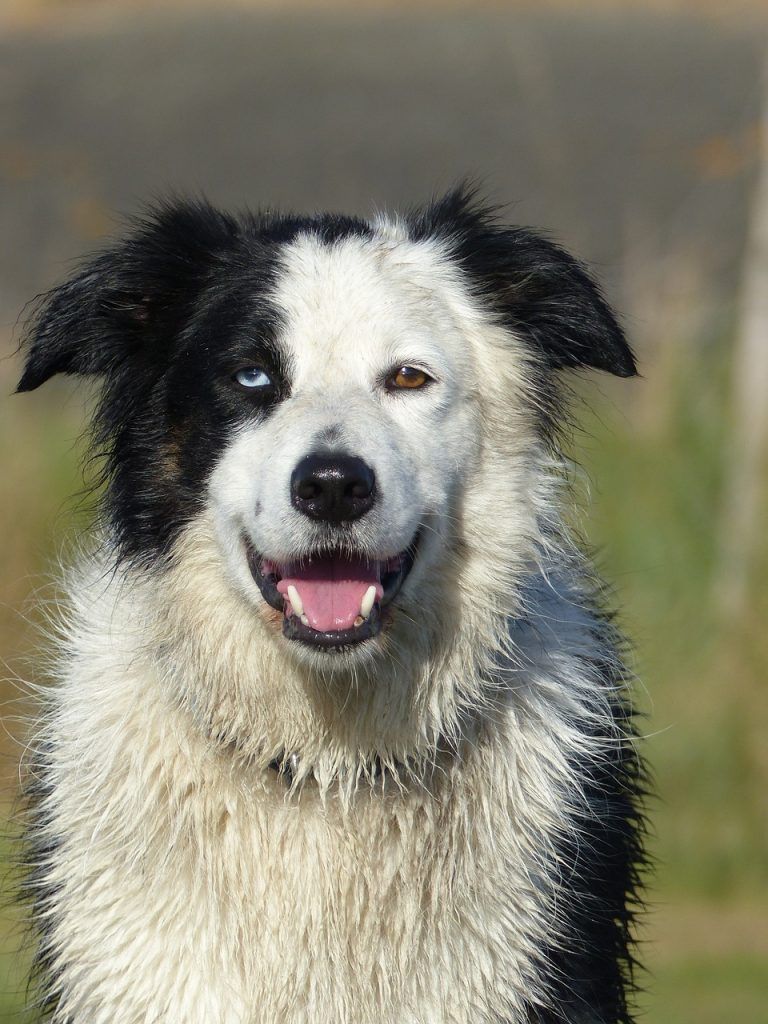 black and white border collie with two different colored eyes