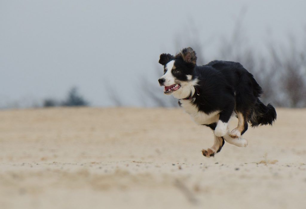 black and white border collie sprinting, all legs in the air