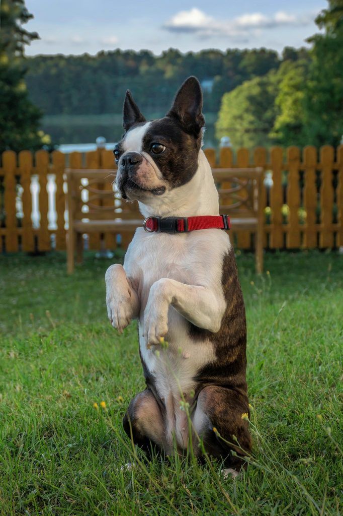 Boston Terrier sitting on it's hindquarters with front legs up begging or performing a trick
