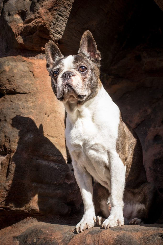 Boston Terrier on a rocky outcropping