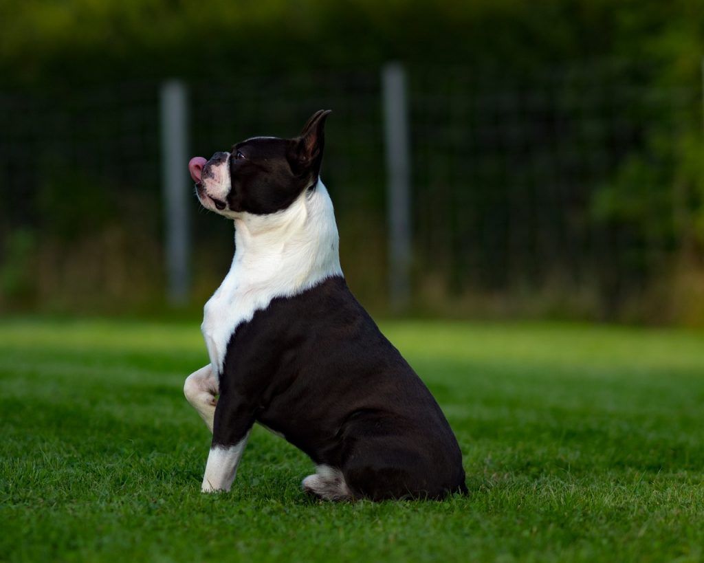 Boston Terrier side profile