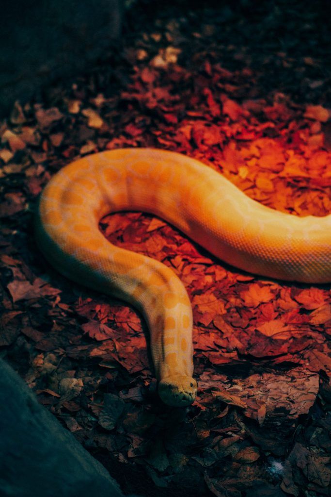 large albino burmese python in a natural looking enclosure