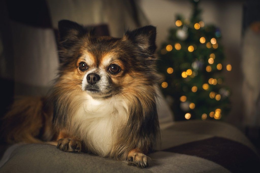 longhaired brown and white chihuahua lounging on a couch in front of a small christmas tree