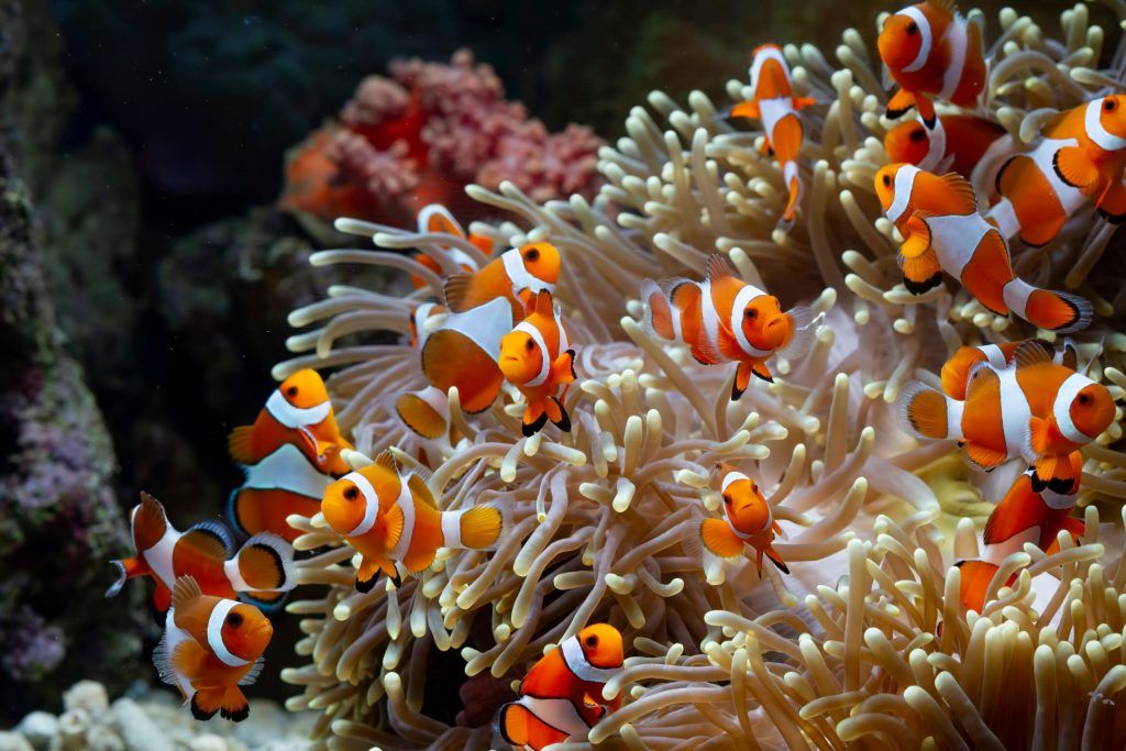 Huge school of clownfish hosting multiple anemones