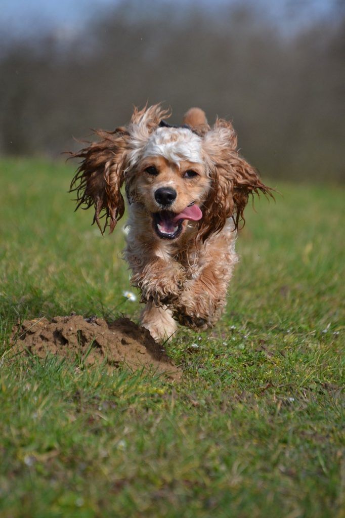 cocker spaniel running toward the camera with it's tongue flopping out