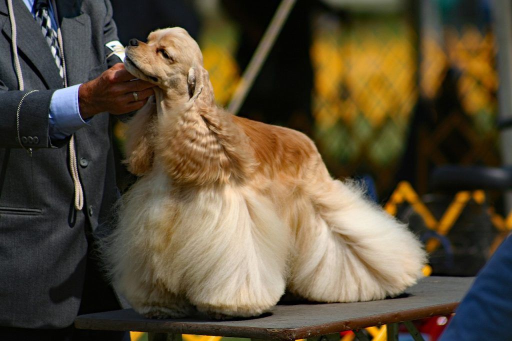 cocker spaniel groomed for a dog show