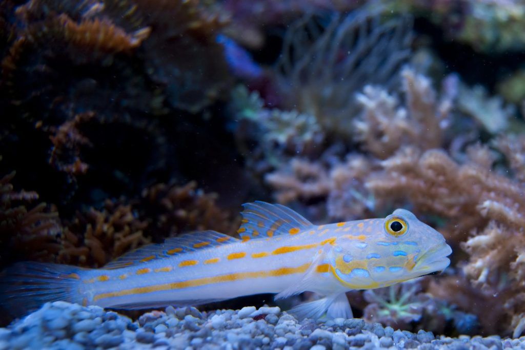 Diamond Goby side profile view sitting on the sand bed