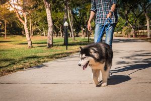 dog walking on pavement sidewalk on leash