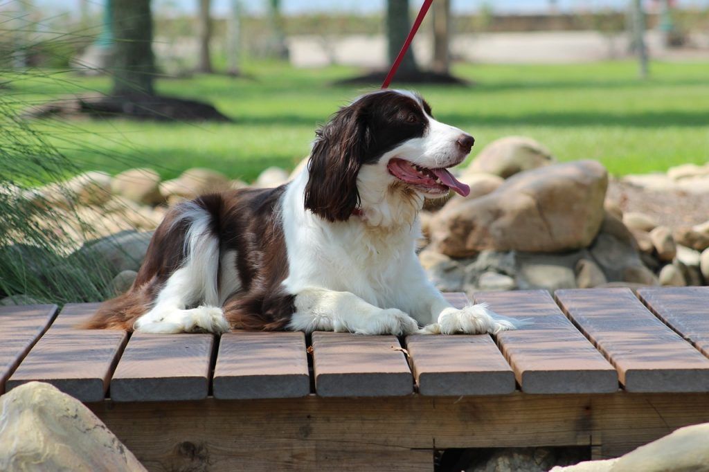 english springer spaniel laying on a deck