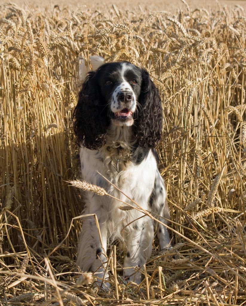 english springer spaniel sitting in tall grass of some sort