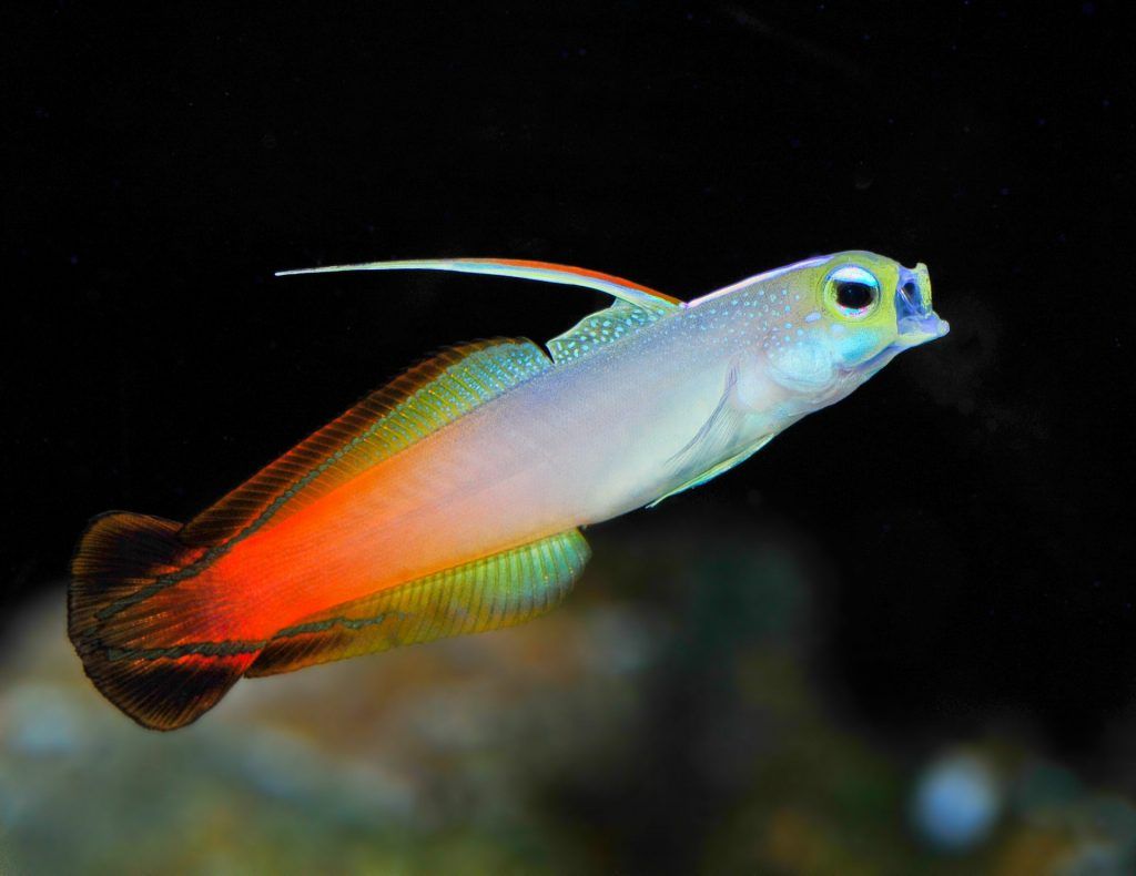 Firefish side profile blurred background