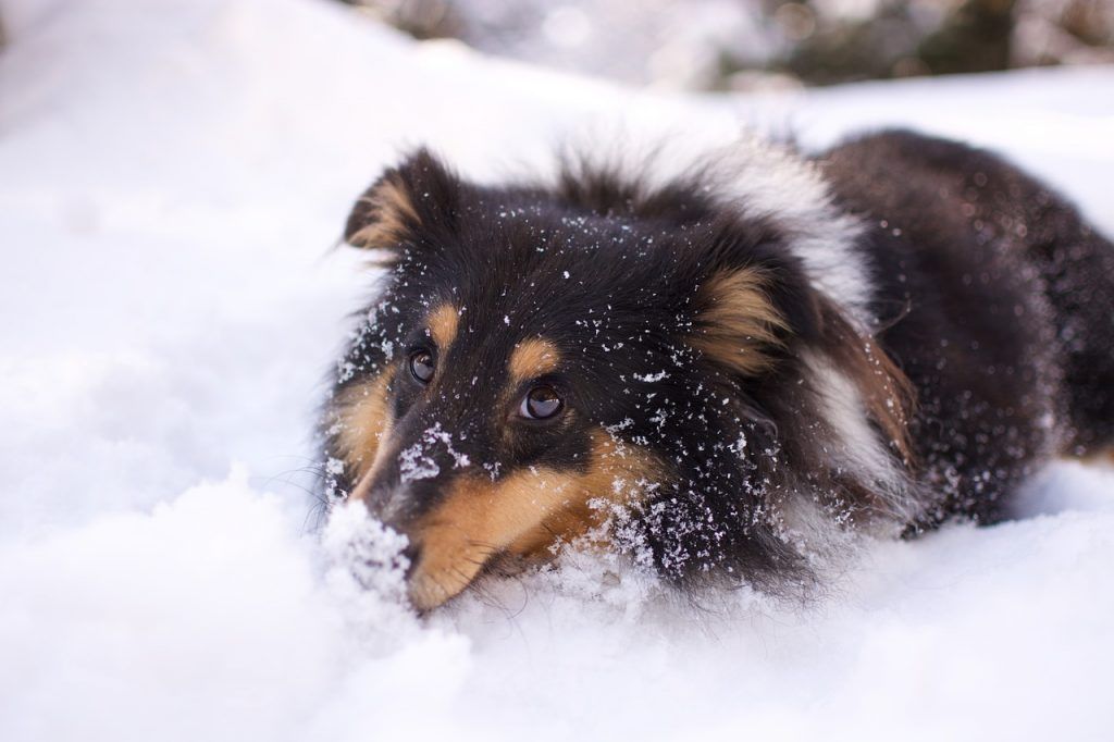 Shetland Sheepdog playing in snow