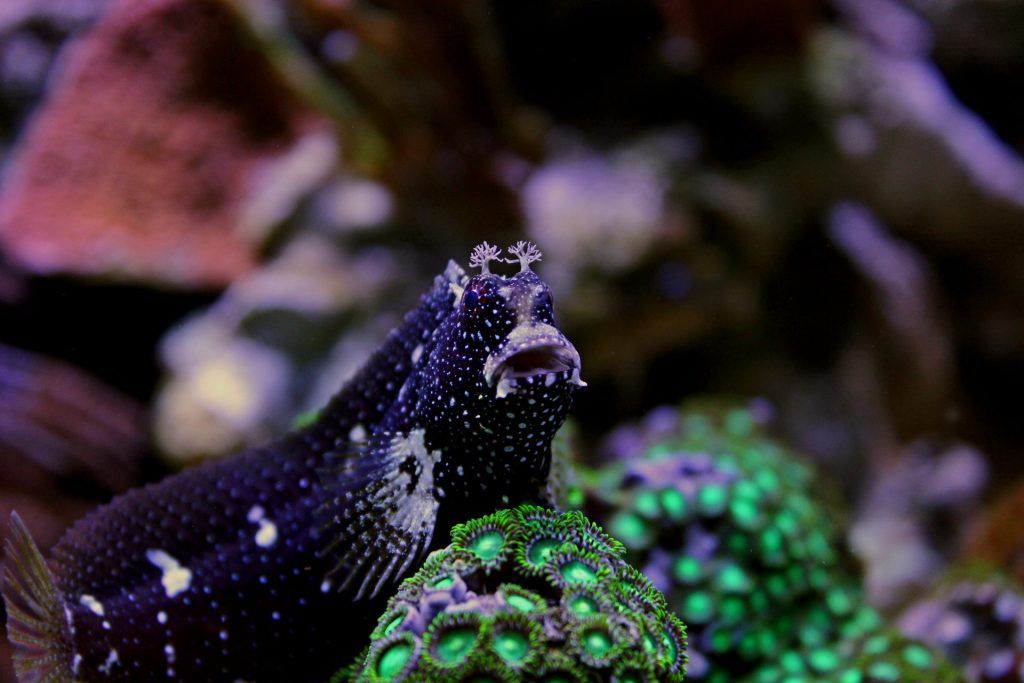 Starry Blenny perched on some zoas in a reef tank
