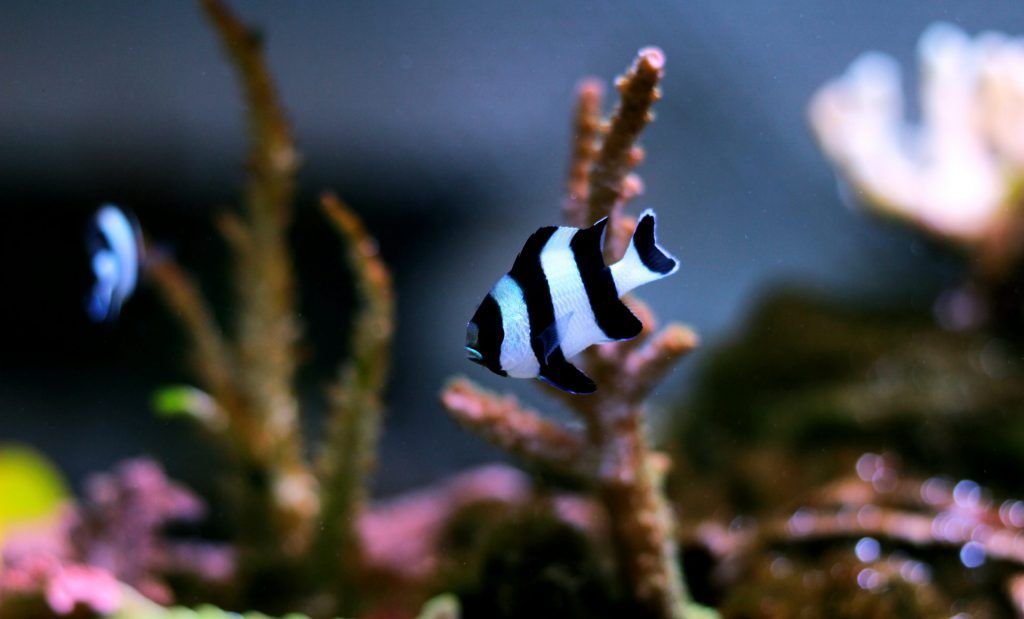 three stripe damsel swimming among sps corals